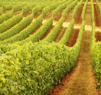 Schild Estate Wines - Lightning Ridge Tourism