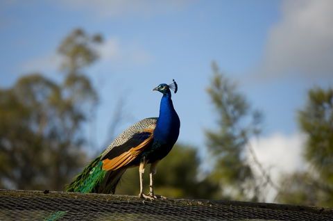 Maggie Beer's Farm Shop - Lightning Ridge Tourism 4