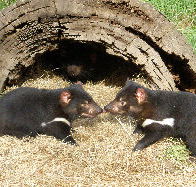 Wing's Wildlife Park - Lightning Ridge Tourism