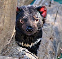 Trowunna Wildlife Sanctuary - Lightning Ridge Tourism
