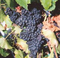 Darlington Vineyard - Lightning Ridge Tourism