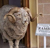 Tasmanian Wool Centre - Lightning Ridge Tourism