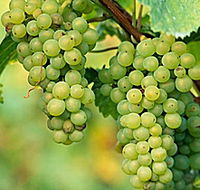 TP Vineyards - Lightning Ridge Tourism