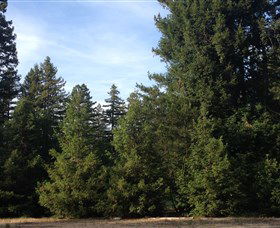 Pialligo Redwood Forest - Lightning Ridge Tourism 0