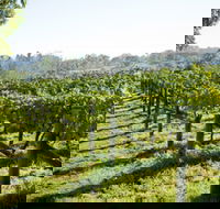 Surveyor's Hill Vineyards - Lightning Ridge Tourism