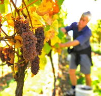 Native Point Wines - Lightning Ridge Tourism