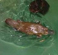 Platypus House - Lightning Ridge Tourism