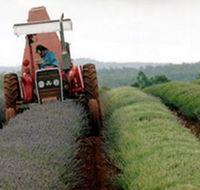 Bridestowe Lavender Farm - Lightning Ridge Tourism