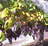 Palmara Vineyard - Lightning Ridge Tourism