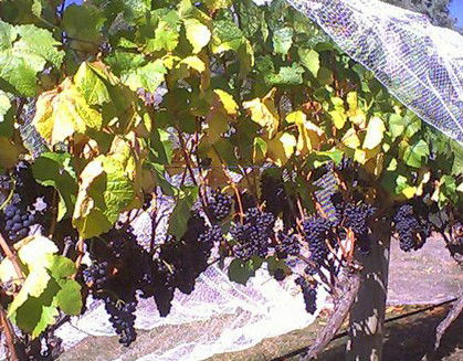 Palmara Vineyard - Lightning Ridge Tourism 0