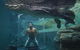 Crocosaurus Cove - thumb 0