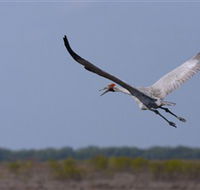 Gayngaru Wetlands Interpretive Walk - Lightning Ridge Tourism
