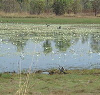 Leaning Tree Lagoon Nature Park - Lightning Ridge Tourism