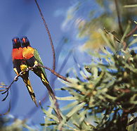 Wangi Falls Walk - Lightning Ridge Tourism