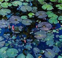 Pine Creek Water Gardens - Lightning Ridge Tourism