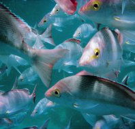 Palm Beach Reef Dive Site - Lightning Ridge Tourism