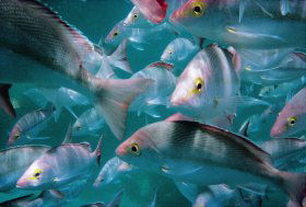 Palm Beach Reef Dive Site - Lightning Ridge Tourism 0