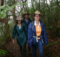 Mount Cougal Springbrook National Park - Lightning Ridge Tourism