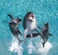 Sea World - Lightning Ridge Tourism