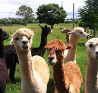 Banyandah Alpacas - Lightning Ridge Tourism