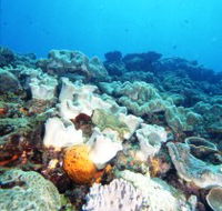 Mudjimba Old Woman Island Dive Site - Lightning Ridge Tourism