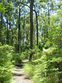 Mapleton Falls National Park - Lightning Ridge Tourism 0
