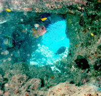 Michaelmas Cay Dive Site - Lightning Ridge Tourism