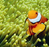 Thetford Reef Dive Site - Lightning Ridge Tourism