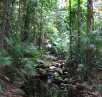 Mossman Gorge Rainforest Circuit Track Daintree National Park - Lightning Ridge Tourism