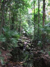 Mossman Gorge Rainforest Circuit Track, Daintree National Park - Lightning Ridge Tourism 0
