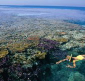 Split Bommie Dive Site - Lightning Ridge Tourism