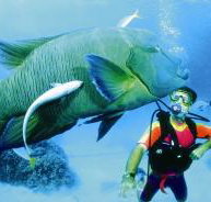 Cod Hole Dive Site - Lightning Ridge Tourism