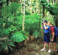 Mount Sorrow Ridge Trail Daintree National Park - Lightning Ridge Tourism