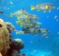 Coral Gardens Dive Site Flynn Reef - Lightning Ridge Tourism