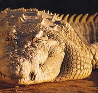 Koorana Crocodile Farm - Lightning Ridge Tourism