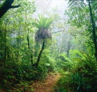 Lamington National Park Green Mountains Section - Lightning Ridge Tourism