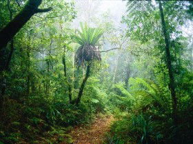 Lamington National Park, Green Mountains Section - Lightning Ridge Tourism 0