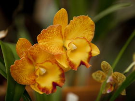 Queens Park - Orchid House - Lightning Ridge Tourism 0