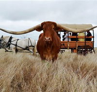 Texas Longhorn Wagon Tours and Safaris - Lightning Ridge Tourism