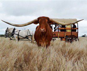 Texas Longhorn Wagon Tours And Safaris - Lightning Ridge Tourism 0