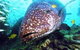 Lady Musgrave Island Dive Sites - thumb 0