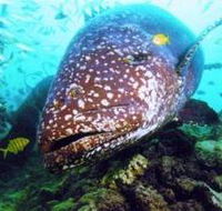 Lady Musgrave Island Dive Sites - Lightning Ridge Tourism