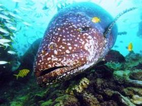 Lady Musgrave Island Dive Sites - Lightning Ridge Tourism 0