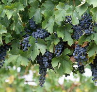 South Burnett Wine Trail - Lightning Ridge Tourism