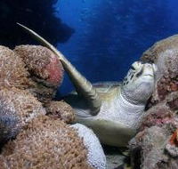 Light House Bommie Dive Site - Lightning Ridge Tourism