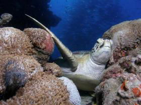Light House Bommie Dive Site - Lightning Ridge Tourism 0