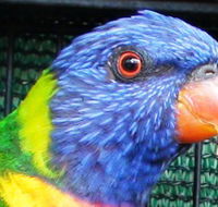 Fraser Coast Wildlife Sanctuary - Lightning Ridge Tourism