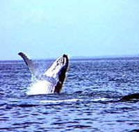 Whale Watching - Lightning Ridge Tourism
