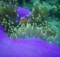 The Lady Bowen Dive Site - Lightning Ridge Tourism