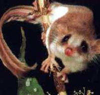 Carrowong Fauna Sanctuary - Lightning Ridge Tourism